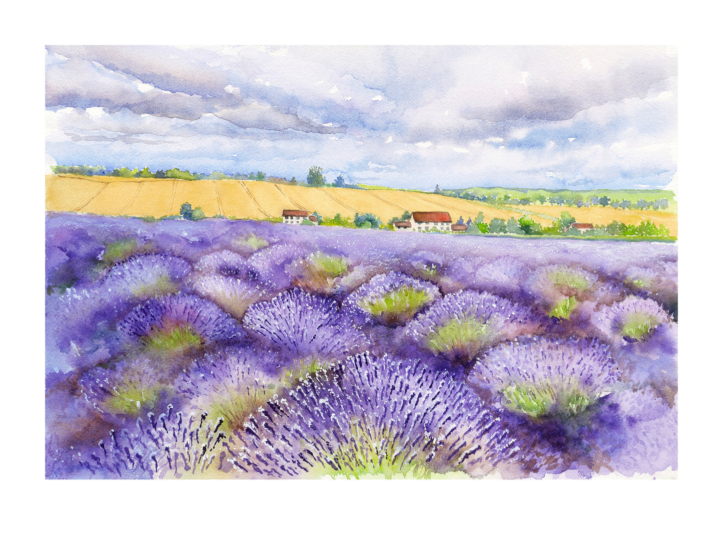 Cotswold Lavender, Fine Art Giclee 10x8" Mini Print