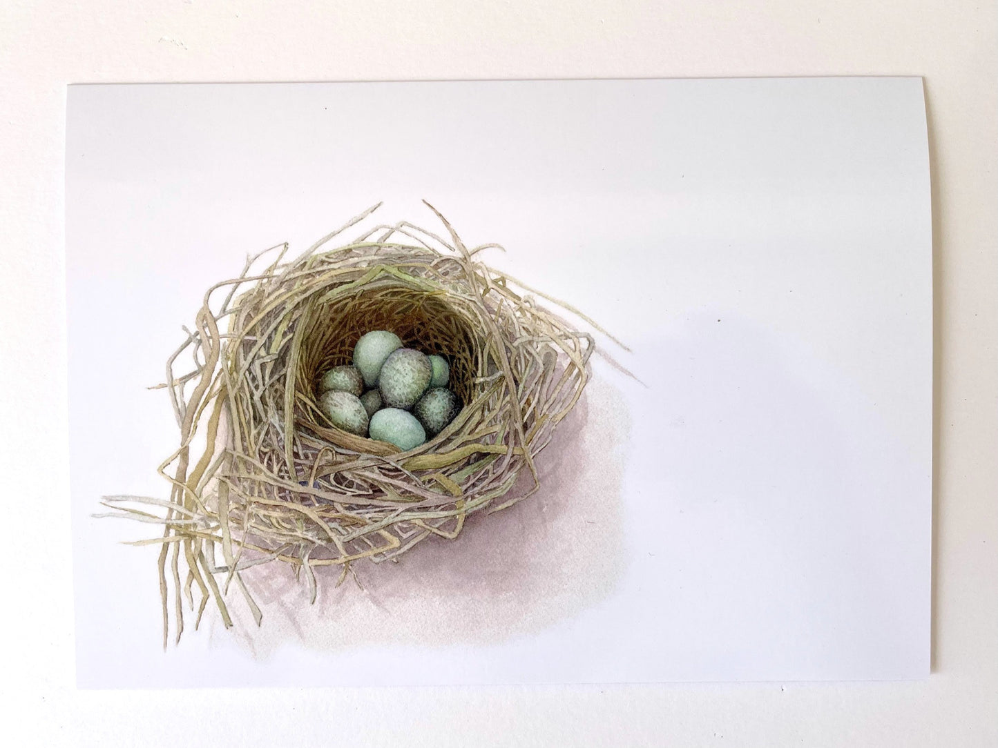 A nest holding a clutch of blue green Blackbirds eggs contrasts with the subtle taupes and beiges of the twigs surrounding them.  The nest is positioned in the bottom left hand corner of the picture against a white background.
