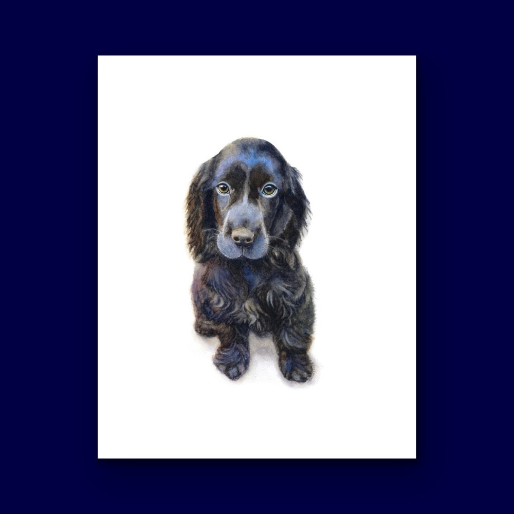 Blue Spaniel, Fine Art Giclee Limited Edition Print