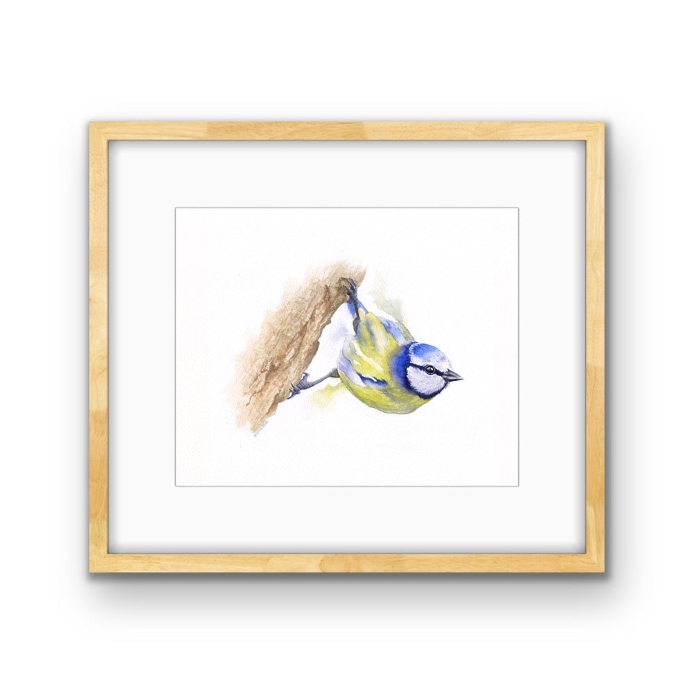 Bluetit, Fine Art Giclee Limited Edition Print
