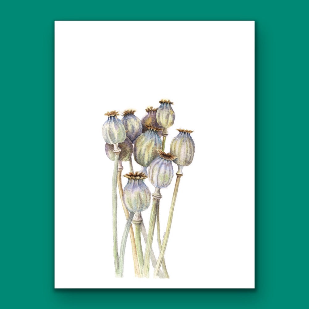 Seedhead Poppies, Fine Art Giclee Limited Edition Print