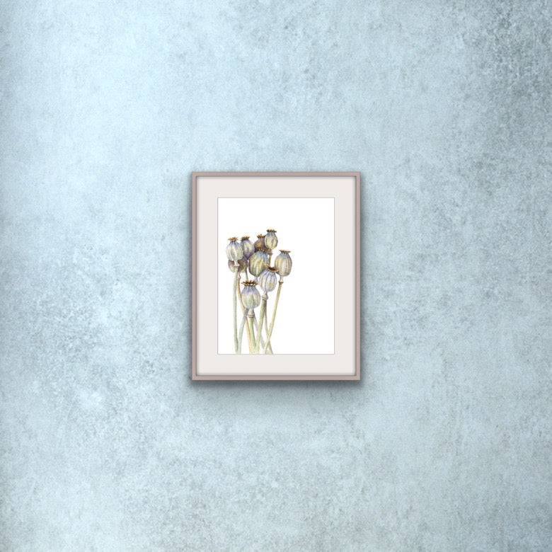 Seedhead Poppies, Fine Art Giclee Limited Edition Print