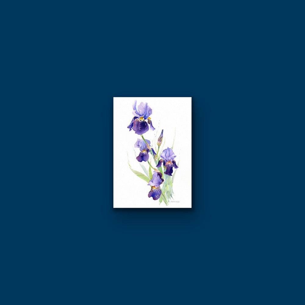 Iris, Fine Art Giclee Limited Edition Print