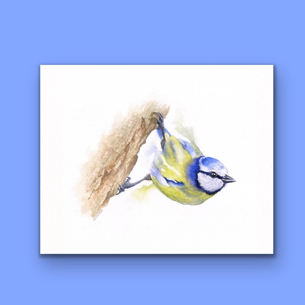 Bluetit, Fine Art Giclee Limited Edition Print