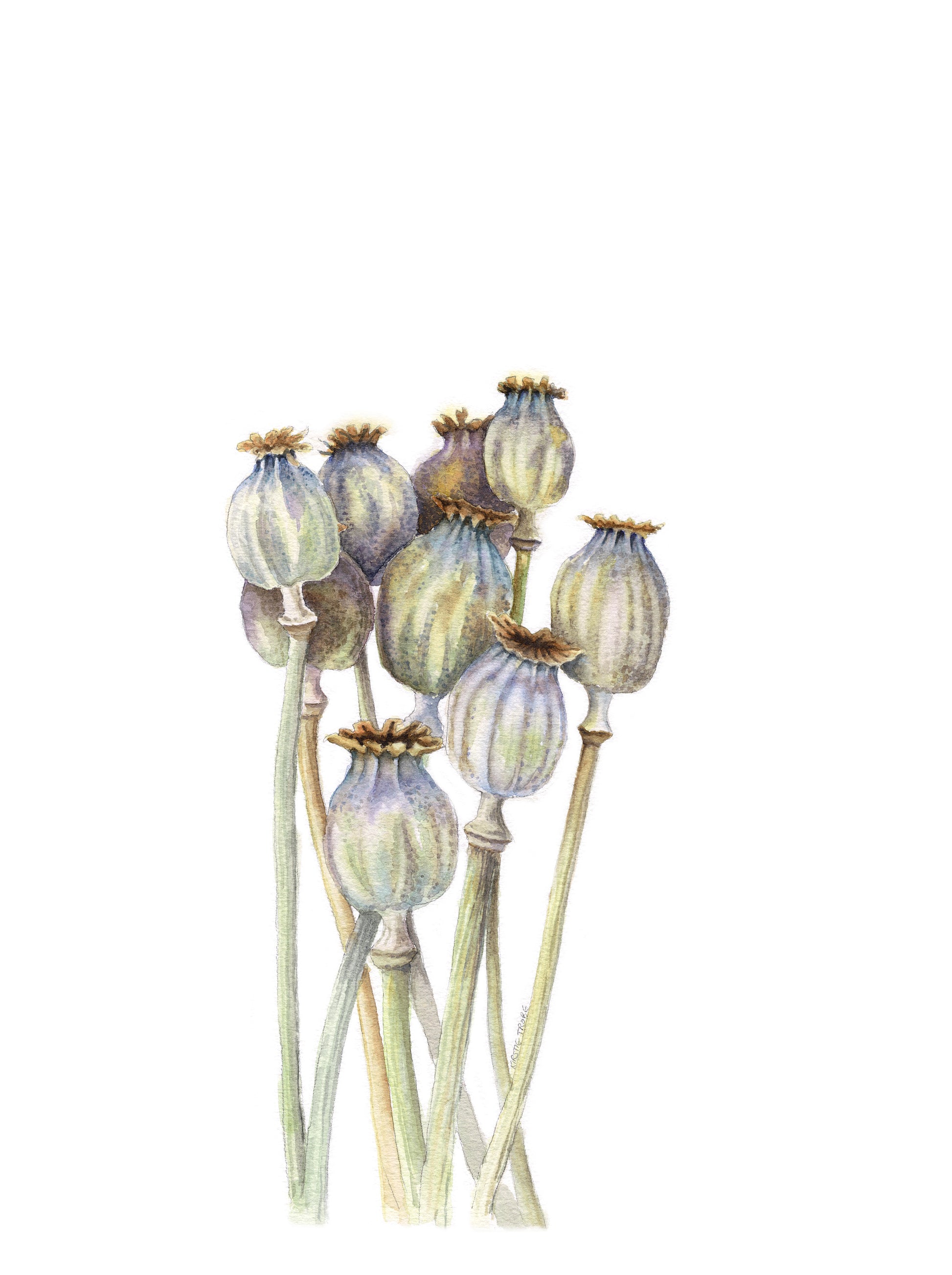 A bunch of Poppy Seedheads are depicted in the bottom left hand corner of the frame against a white background. They are painted in subtly muted tones of beiges, greens, mauves and taupes.