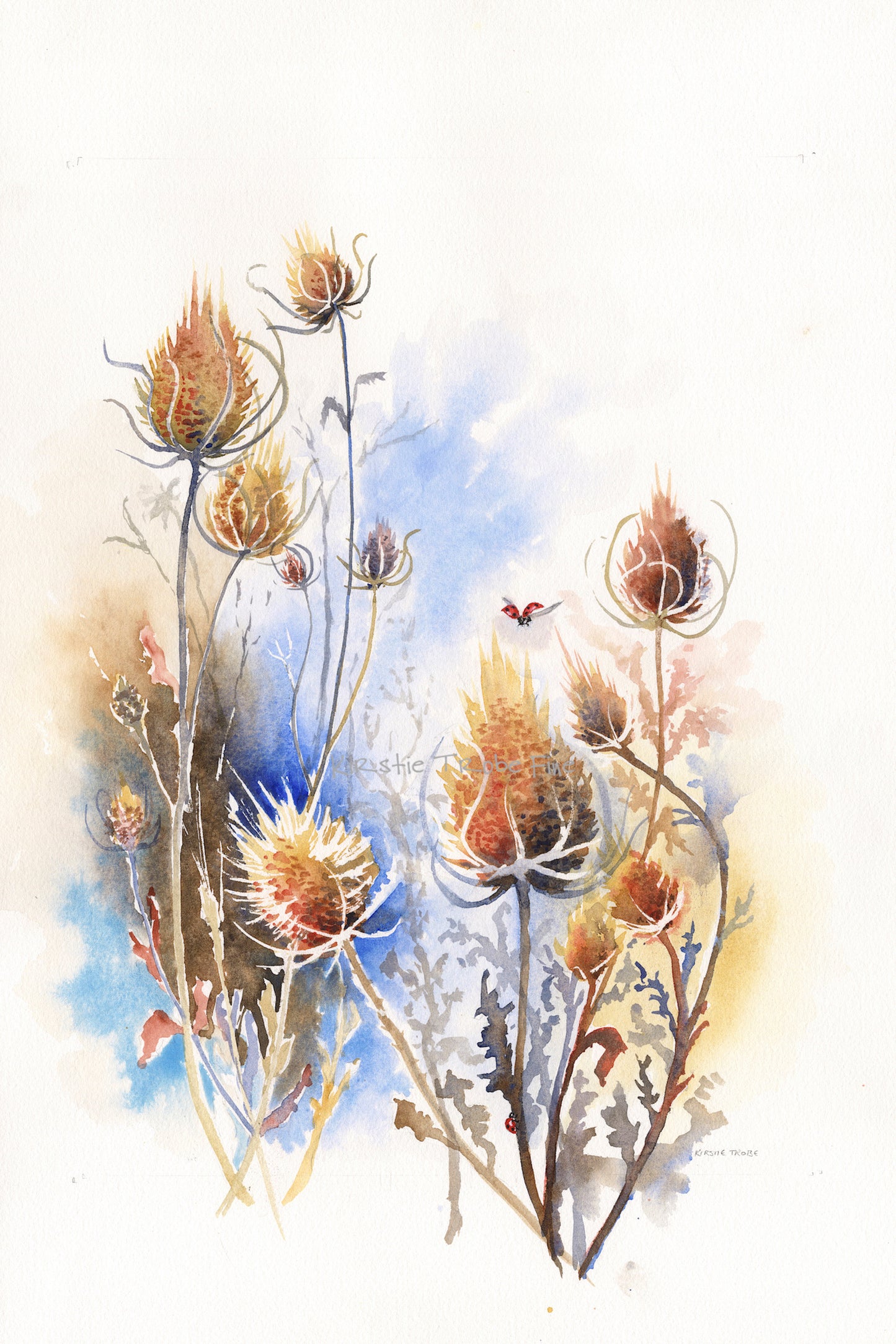 The autumnal colours of the thistles contrast with the blues of the sky beyond. A ladybird flies in to find shelter amongst the teasels and another scurries up a stem.