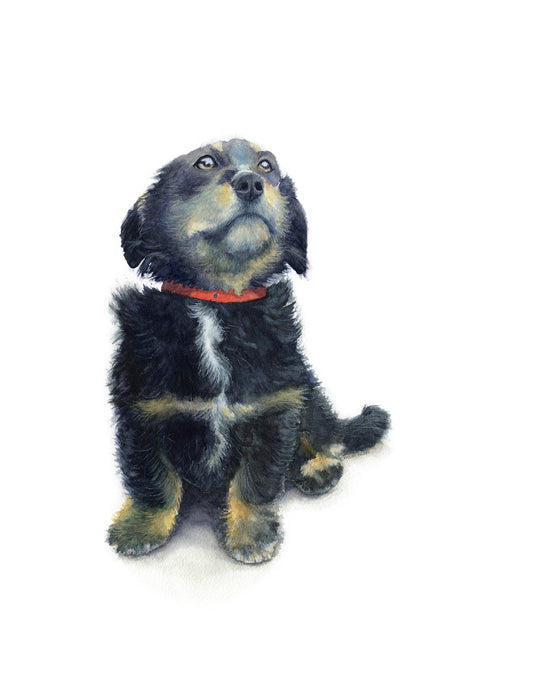 Exhibited at the prestigious Royal Society of British Artists Annual Exhibition at the Mall Galleries in London. A lone puppy sits at the bottom left gazing to the top against a white background. A red collar stands out against its black tufts of fur