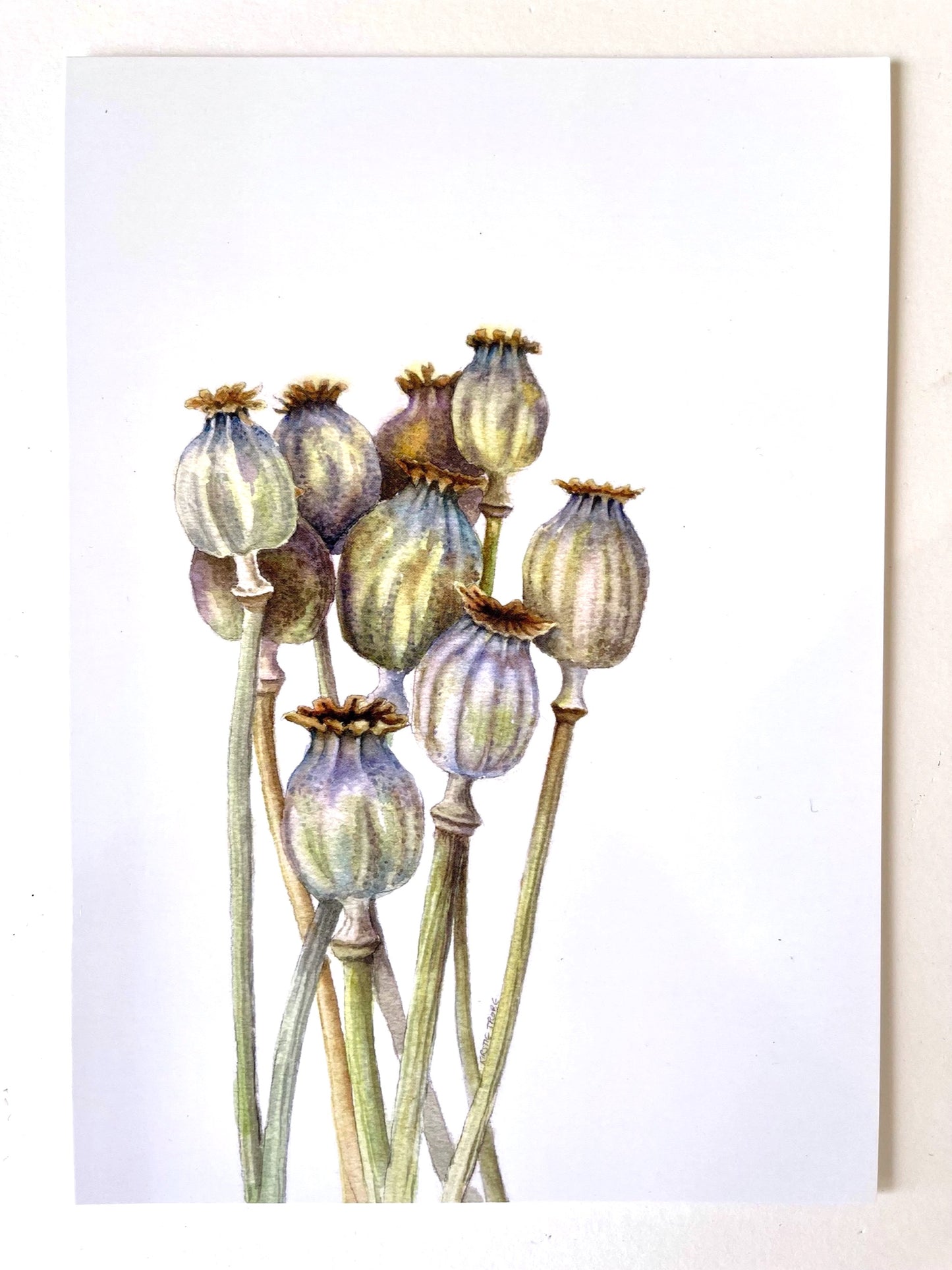 A bunch of Poppy Seedheads are depicted in the bottom left hand corner of the frame against a white background. They are painted in subtly muted tones of beiges, greens, mauves and taupes.