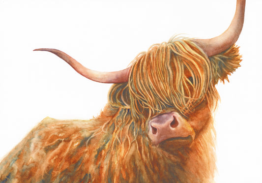 Highlander, Highland Cow Fine Art Giclee Limited Edition Print