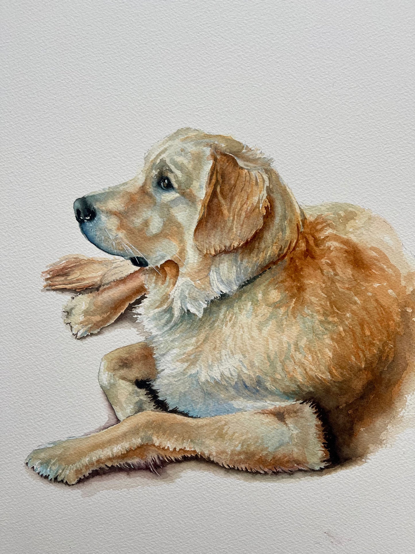 Watercolour side portrait of Golden retriever dog lying down with it's head looking up