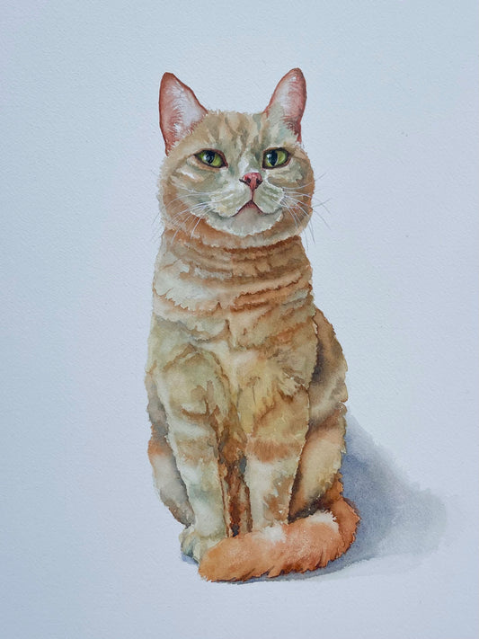 Cat Commission