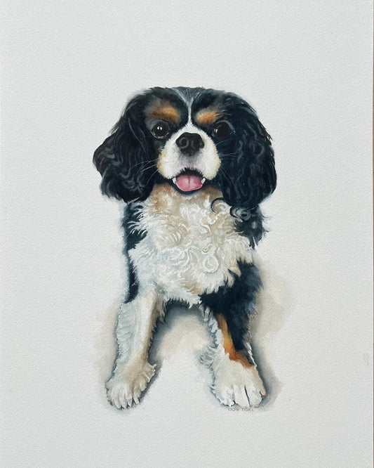 Cavalier King Charles Spaniel