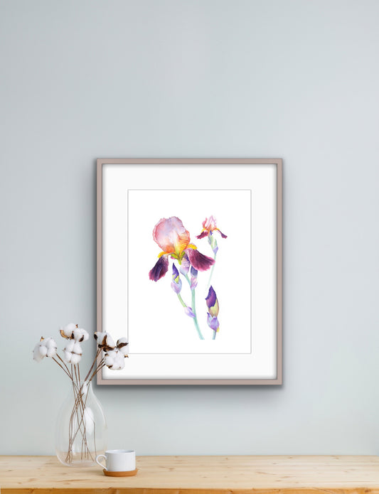 Wine and Roses Iris, Fine Art Giclee 10x8" Mini Print