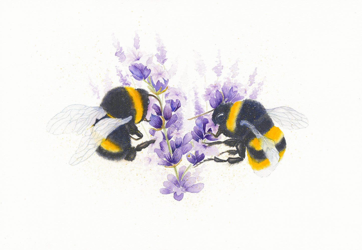 Bees with Lavender, Fine Art Giclee Limited Edition Print