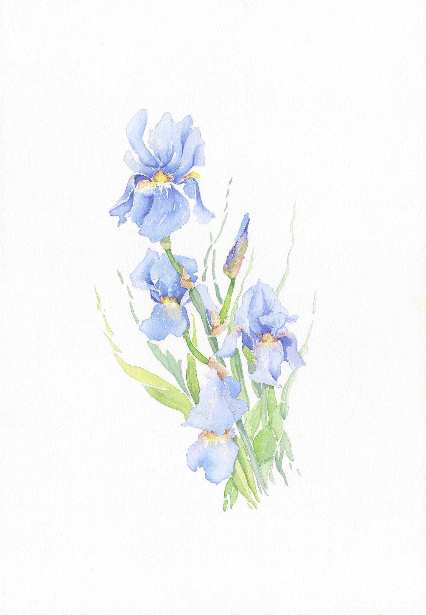 Blue Iris, Fine Art Giclee Limited Edition Print