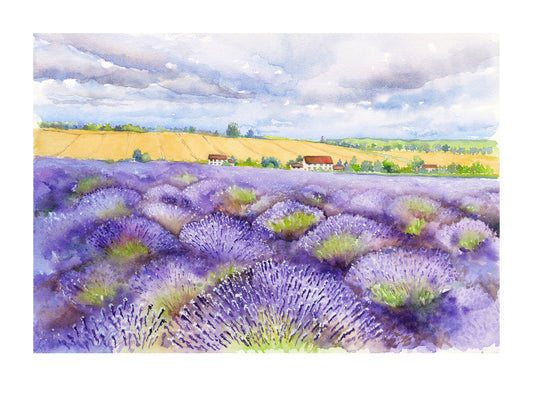 Cotswold Lavender