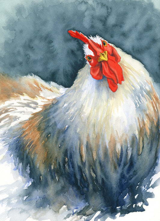 Curious Chicken, Fine Art Giclee Limited Edition Print