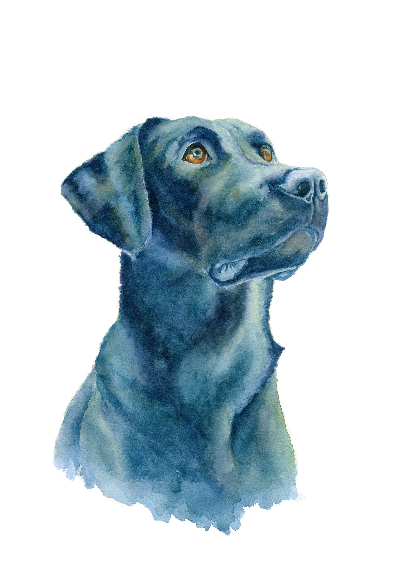 That Lab Look - Original Watercolour