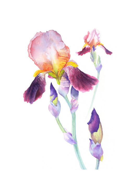 Wine and Roses Iris, Fine Art Giclee 10x8" Mini Print
