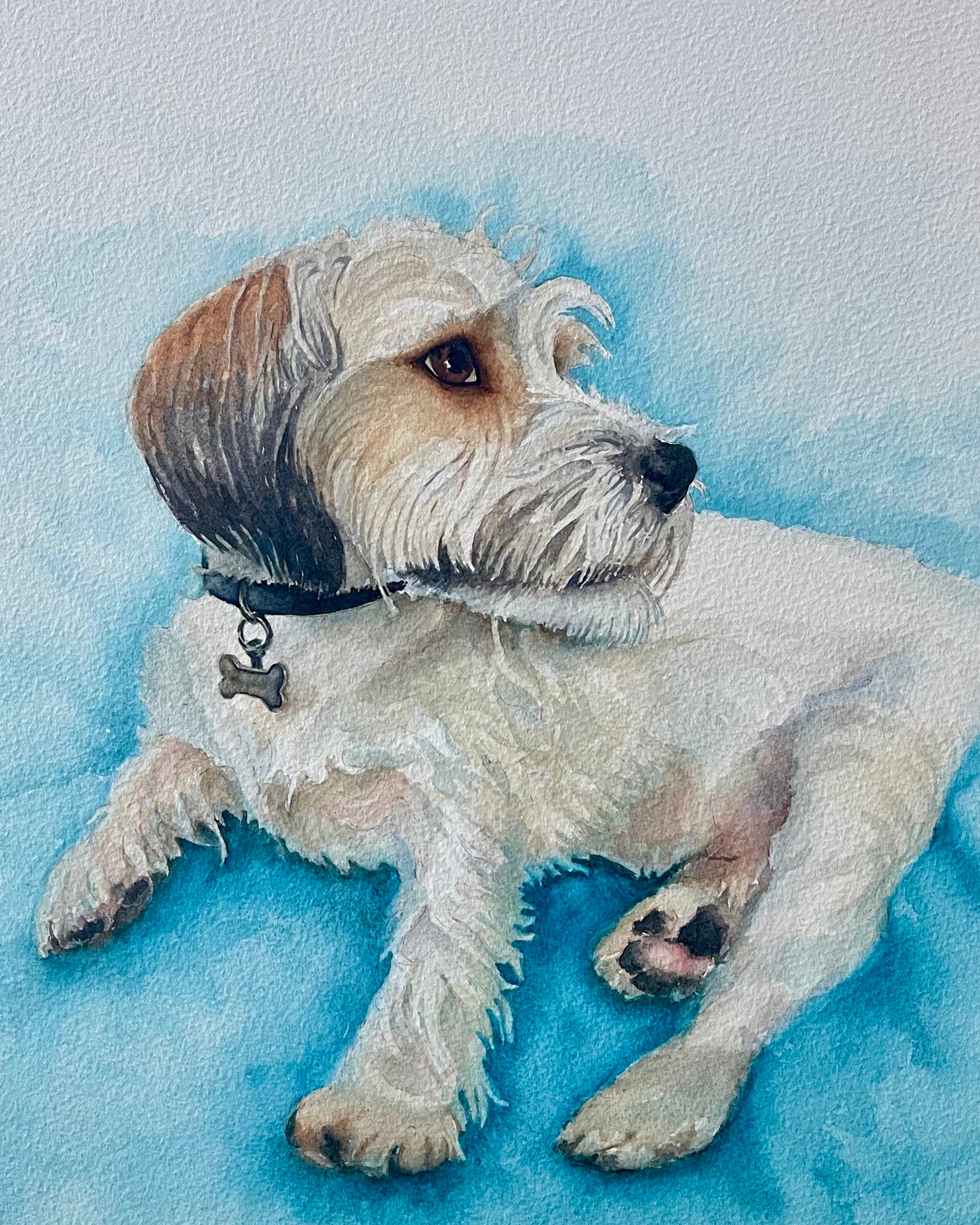 jack Russell terrier dog watercolour side portrait on blue cloth lying down with head up turning backwards