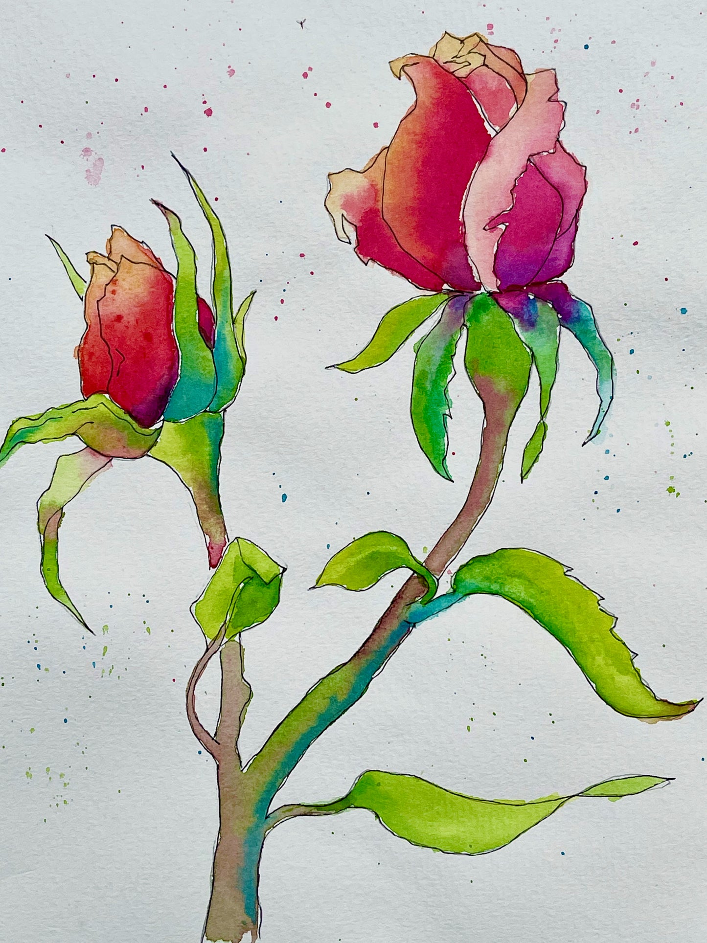 Line and wash watercolour sketch of rosebuds