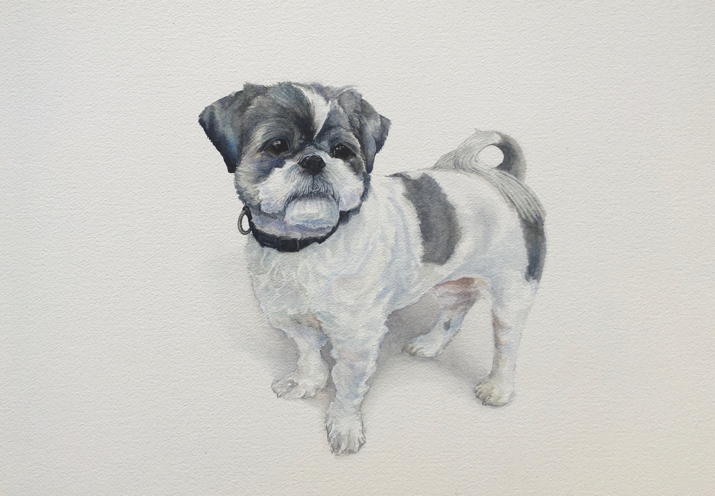 Shih Tzu