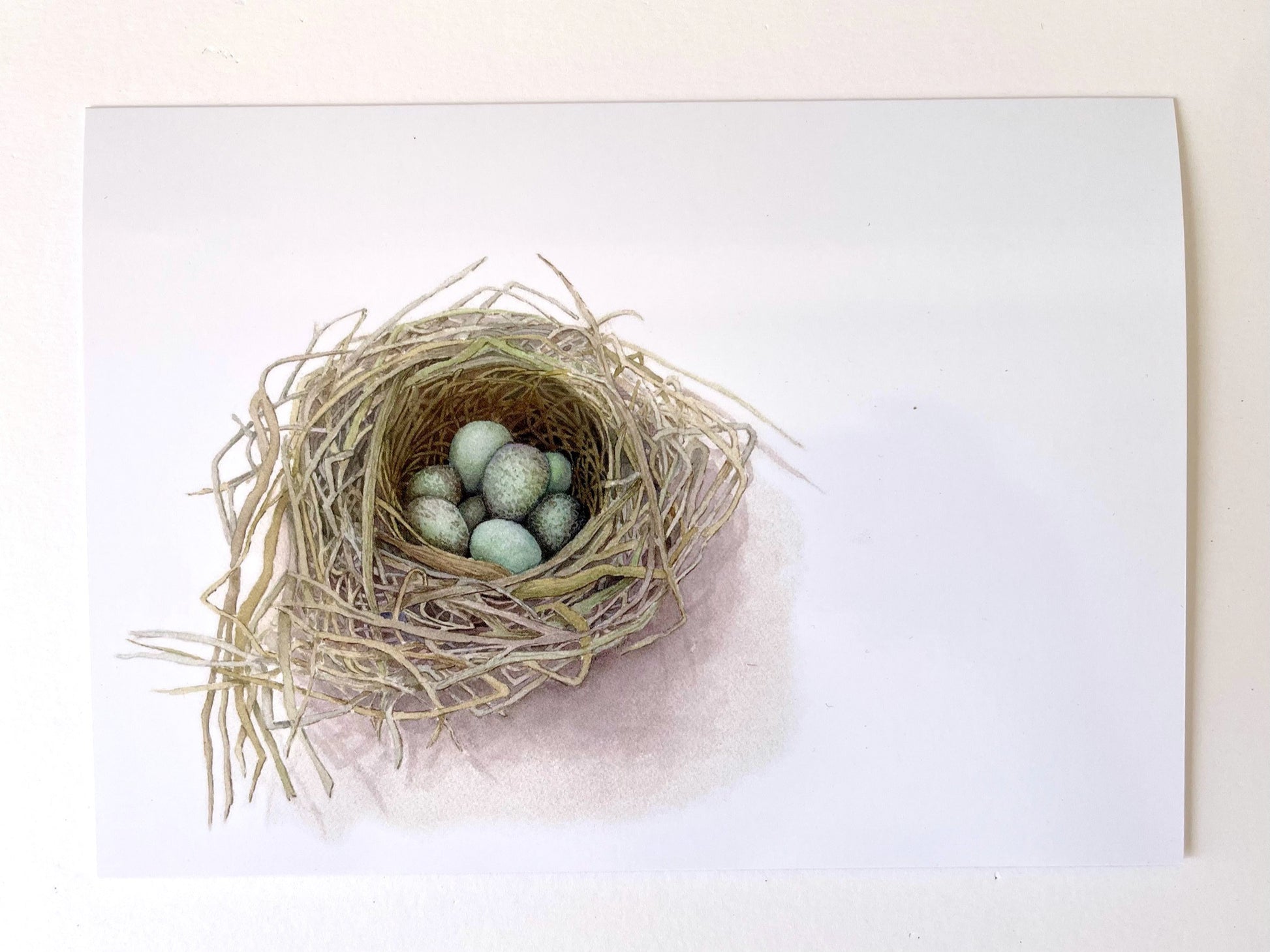 A nest holding a clutch of blue green Blackbirds eggs contrasts with the subtle taupes and beiges of the twigs surrounding them.  The nest is positioned in the bottom left hand corner of the picture against a white background.