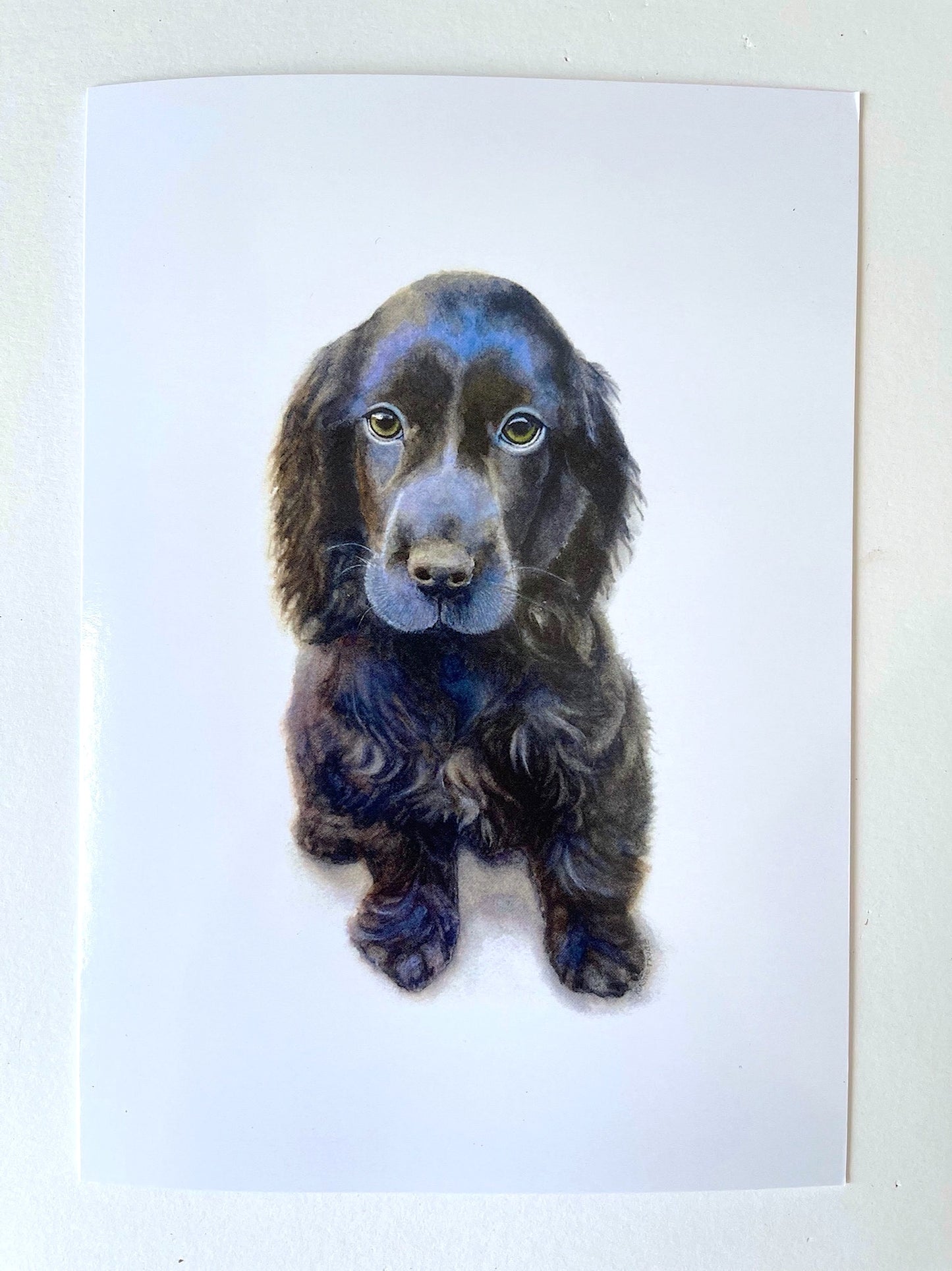 A black Cocker Spaniel puppy sits staring out at the viewer. Set against a plain white background the ruffles of fur and blue sheen of its shiny coat make him irresistible.