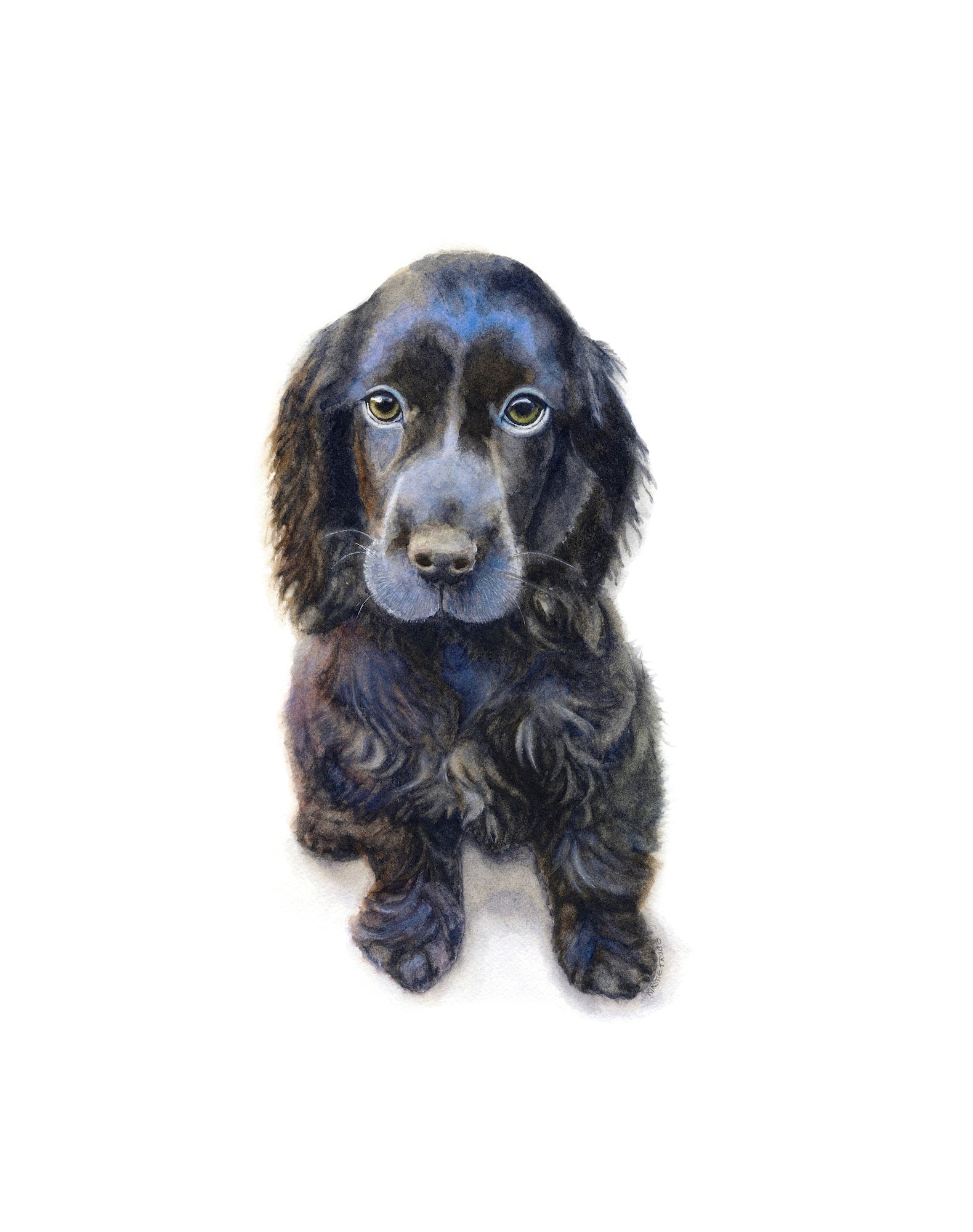 A black Cocker Spaniel puppy sits staring out at the viewer. Set against a plain white background the ruffles of fur and blue sheen of its shiny coat make him irresistible.