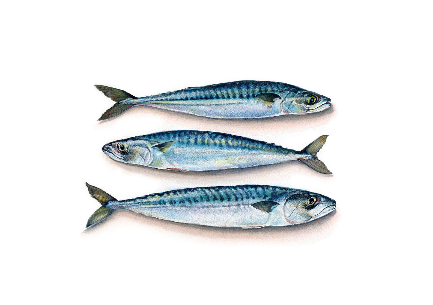 Three Mackerel depicted on a white background, facing alternate directions. The fish are painted in a realistic style and are hand finished with iridescent paint. There is a subtle shadow under each fish in a contrasting pale pink/brown tone.