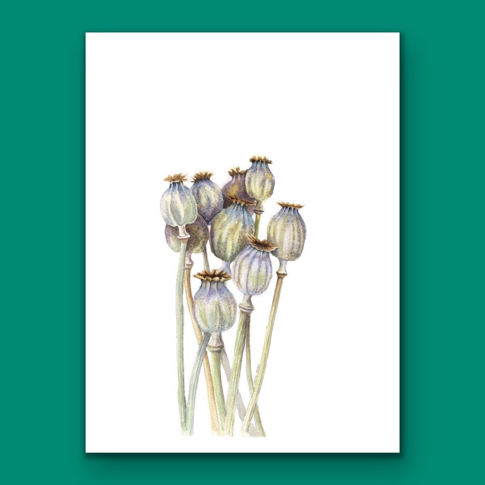 Seedhead Poppies - Original Watercolour