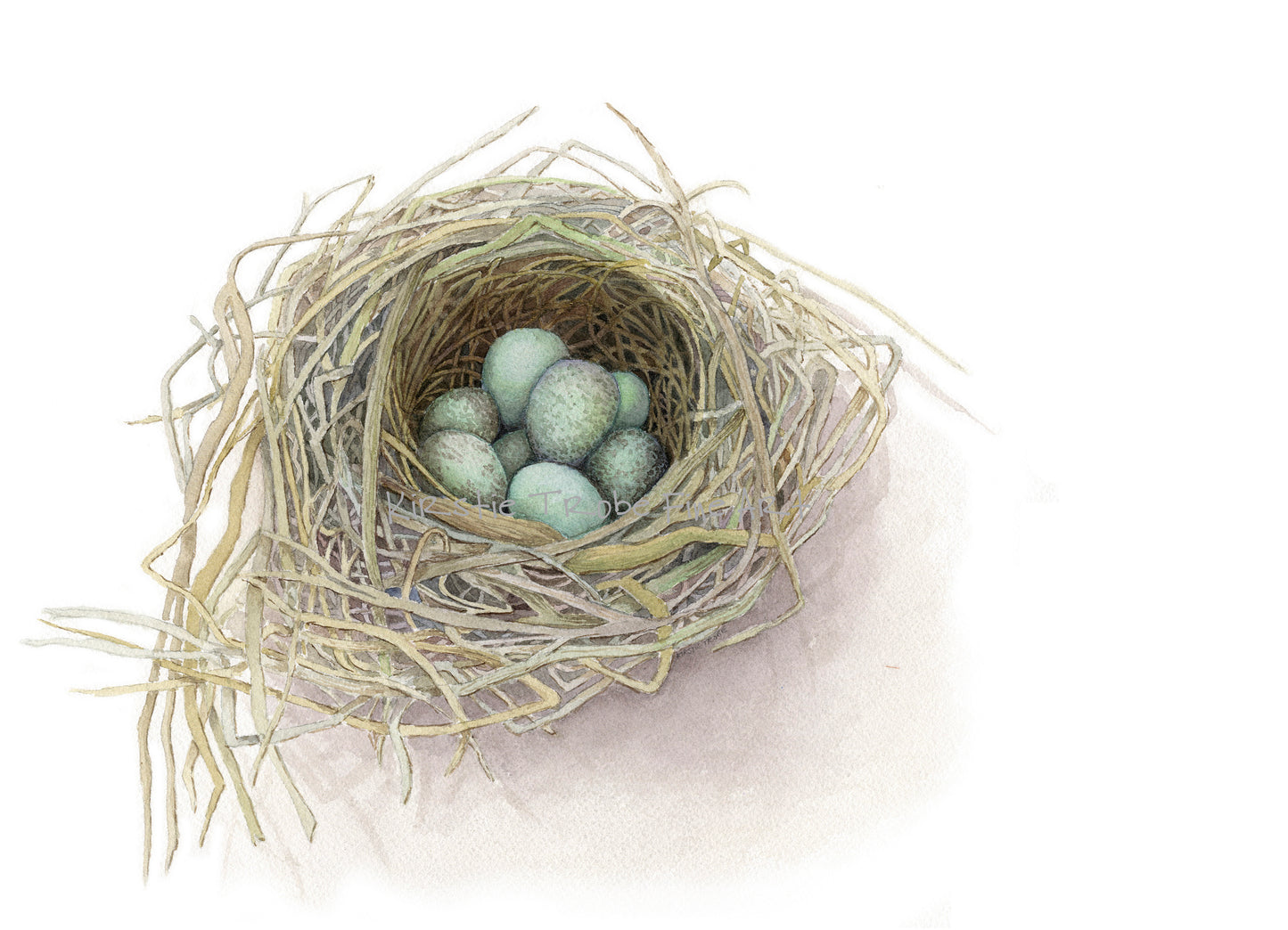A nest holding a clutch of blue green Blackbirds eggs contrasts with the subtle taupes and beiges of the twigs surrounding them.  The nest is positioned in the bottom left hand corner of the picture against a white background.
