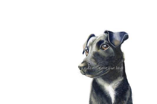 A black Patterdale Terrier with a white marking across its neck and chest is positioned in the bottom right hand corner of the picture against a plain white background and gazes to the opposite direction. Dogs just love being on lookout duty.