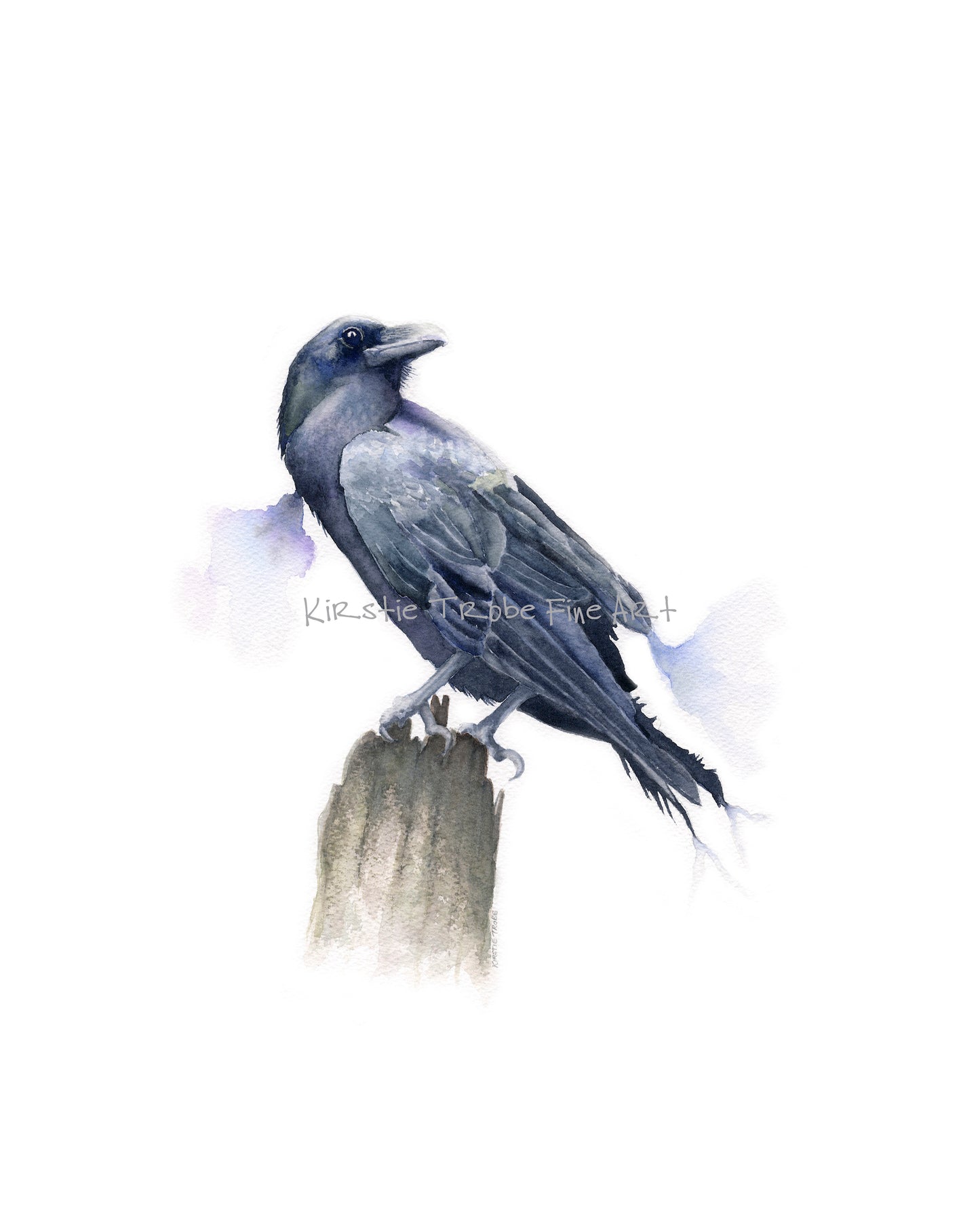 A solitary Raven perches on a stump of wood. It faces to the left but its head is turned to the right to gaze behind it. The colours of its feathers bleed out on to the white background. The sheen on the feathers are purples, blues and greens.