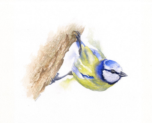A Bluetit grips the bark of a tree as it leans out, about to fly. The bird is painted in loose watercolour fashion so that the colours of is markings flow out onto the white background.