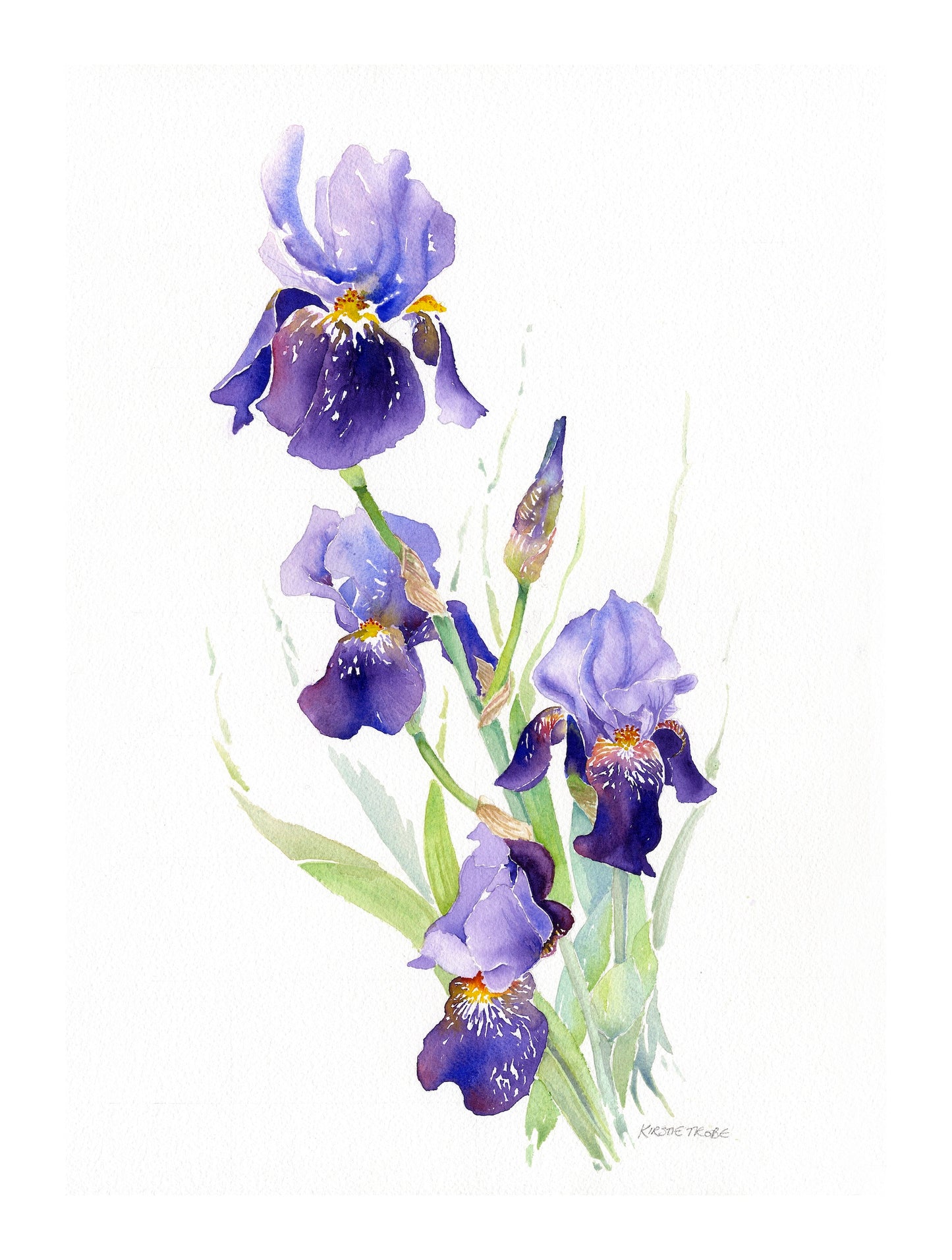 Iris - Original Watercolour