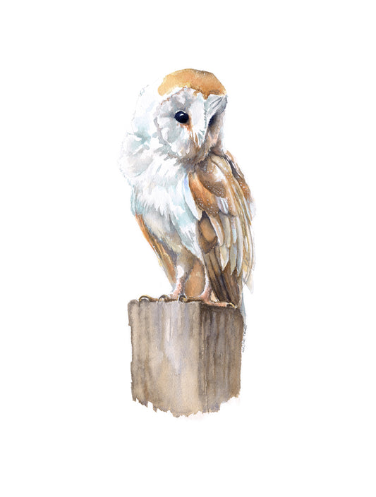 A lone Barn Owl sits on top of a fence post looking down to it's left