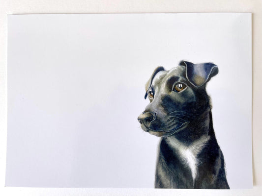 A black Patterdale Terrier with a white marking across its neck and chest is positioned in the bottom right hand corner of the picture against a plain white background and gazes to the opposite direction. Dogs just love being on lookout duty.