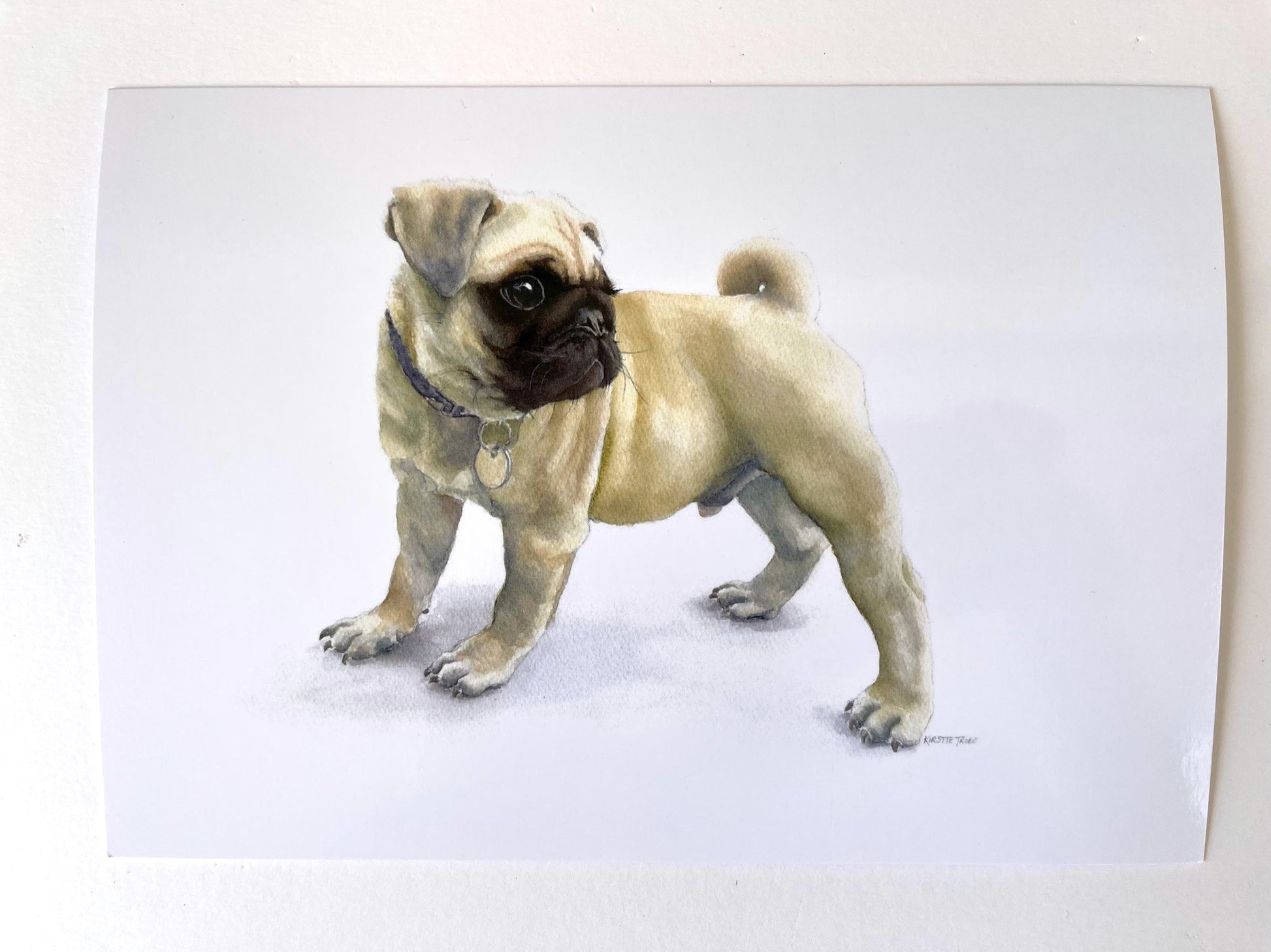 A fawn coloured Pug puppy stands boldly holding his ground whilst turning his head tailwards. Positioned centrally against a white background. Ready for anything, especially treats and cuddles.