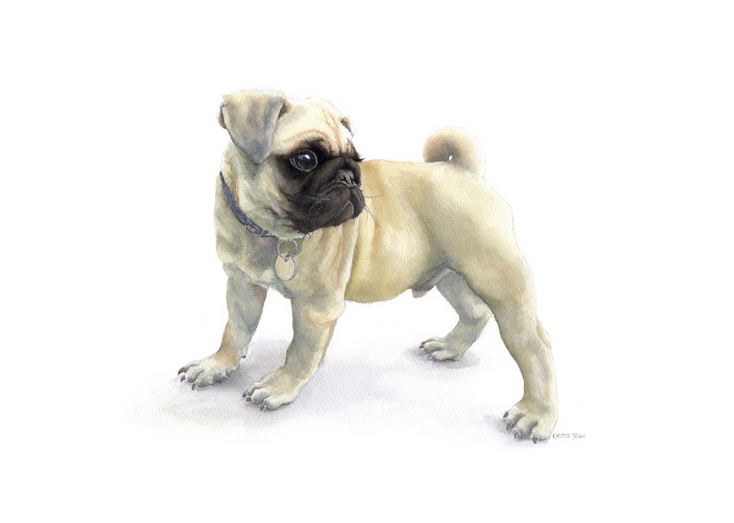 A fawn coloured Pug puppy stands boldly holding his ground whilst turning his head tailwards. Positioned centrally against a white background. Ready for anything, especially treats and cuddles.