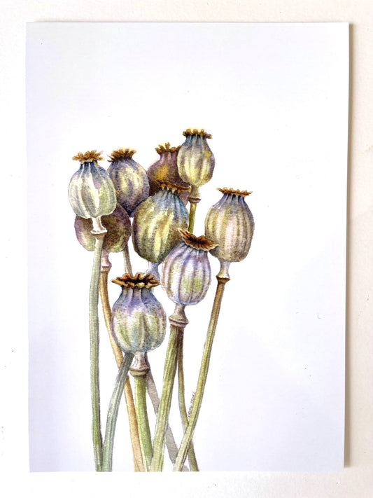 A bunch of Poppy Seedheads are depicted in the bottom left hand corner of the frame against a white background. They are painted in subtly muted tones of beiges, greens, mauves and taupes.